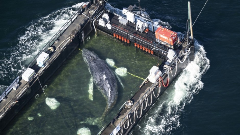 An aerial photo shows the rescued humpback whale in a special barge along the Danish coastline