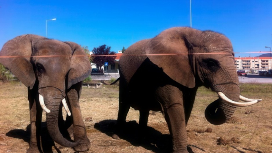 Julie (left), Portugal's last performing elephant, is to leave her circus for a sanctuary in the south of the country