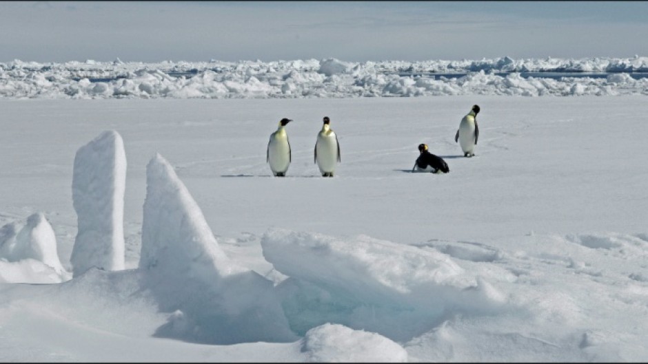 The number of emperor penguins has plummeted primarily due to climate change that causes the sea ice where they live, hunt and breed to break up earlier in the year