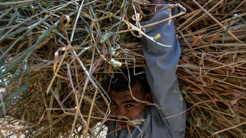 A farmer carries a load of wheat straw after threshing in a field in the village of Maraziq, about 30 kilometres south of Giza