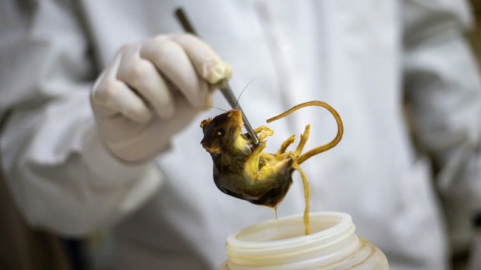 A researcher holds a preserved specimen of a Graomys chacoensis rodent at the Faculty of Exact, Physical and Natural Sciences in Cordoba, Argentina