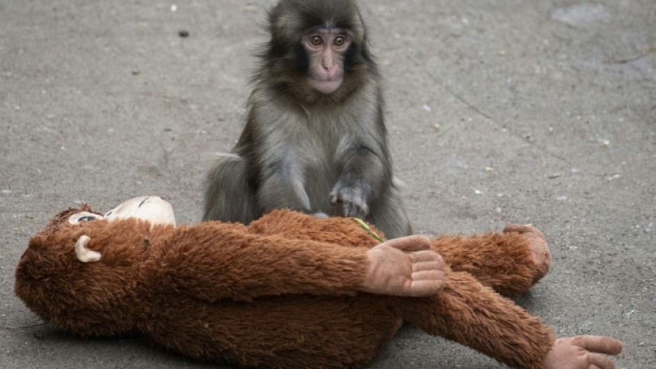 Tourists have flocked to the Ichikawa City Zoo to see the macaque named Punch, who was abandoned by his mother shortly after his birth