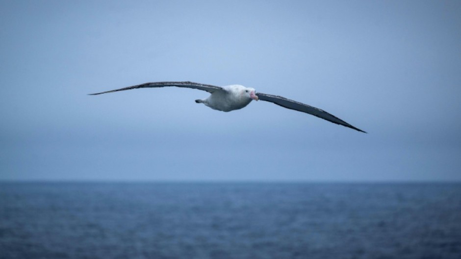 Alabatrosses and other seabirds would have to travel longer distances to find suitable homes in a warmer planet, a study said
