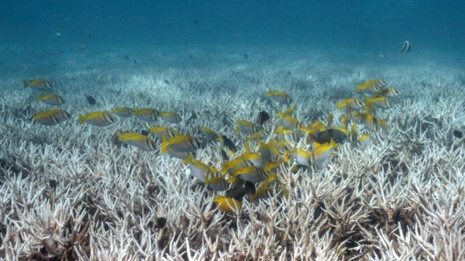 Coral reefs globally are struggling with back-to-back bleaching events