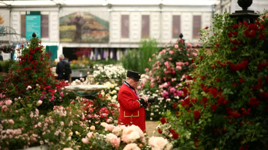 A Chelsea pensioner takes photographs at a roses exhibit