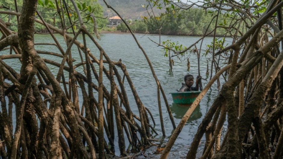 For the past 20 years, Millicent Turay has supported her family by collecting mangrove oysters