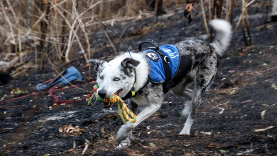 Bear the koala rescue dog has retired, and an Australian animal welfare group is looking for his successor