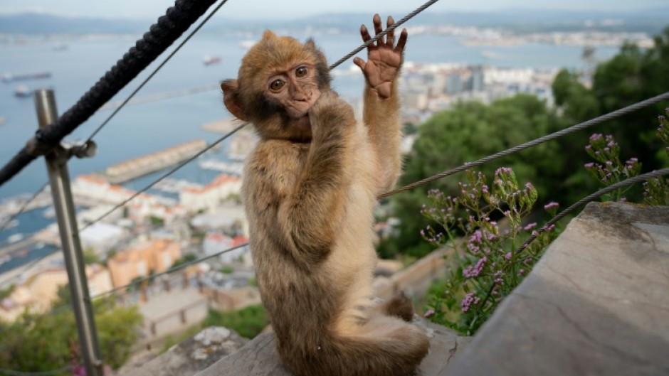 Macaques in Gibraltar can snatch food from unwitting tourists in addition to gobbling abandoned leftovers