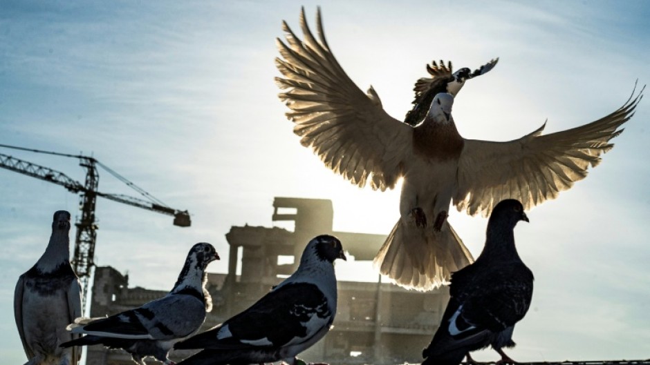 Friend or pest? Humans domesticated pigeons to live alongside us, but now consider them filthy nuisances