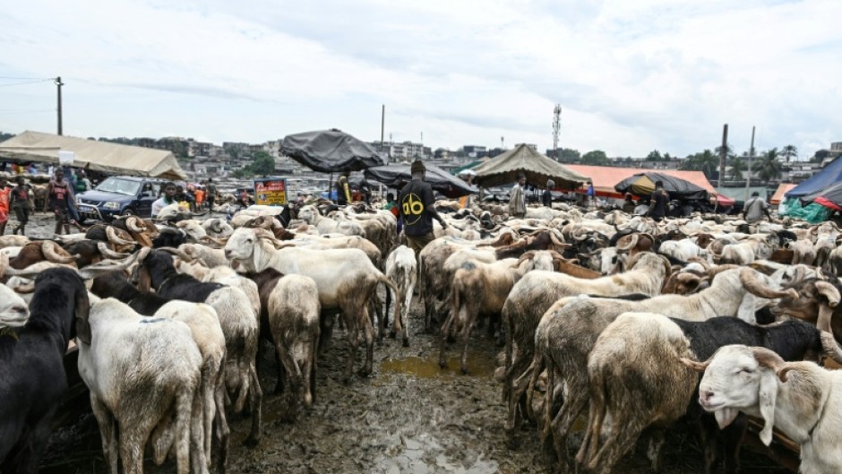 Many are struggling to find an animal within their usual budgets