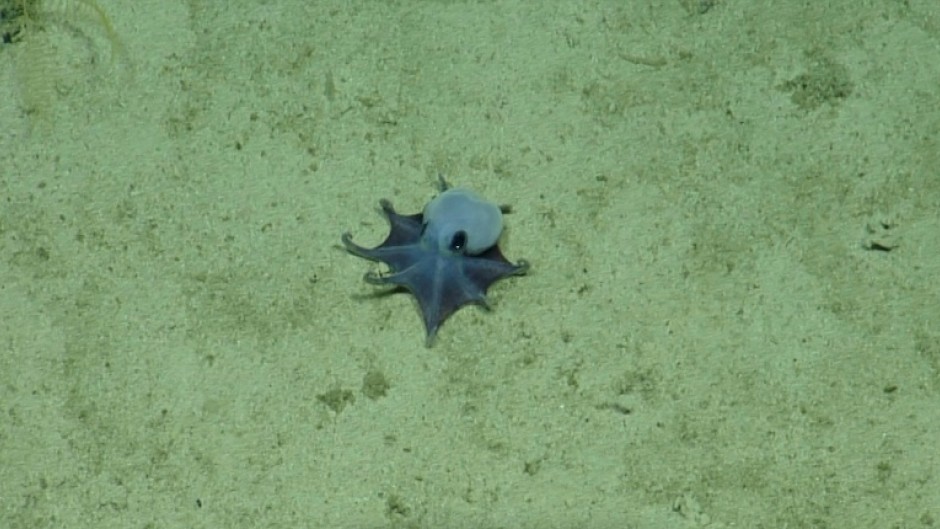 'He's tiny! It's blue!' one excited scientist was recorded as saying when she first caught sight of the creature