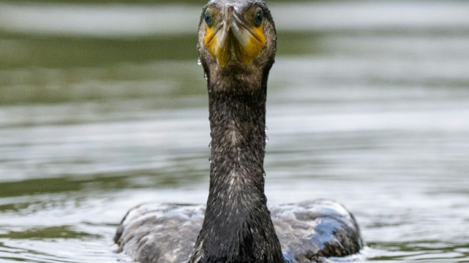 Great cormorant adults are estimated to eat 180 kilogrammes (400 pounds) of fish a year