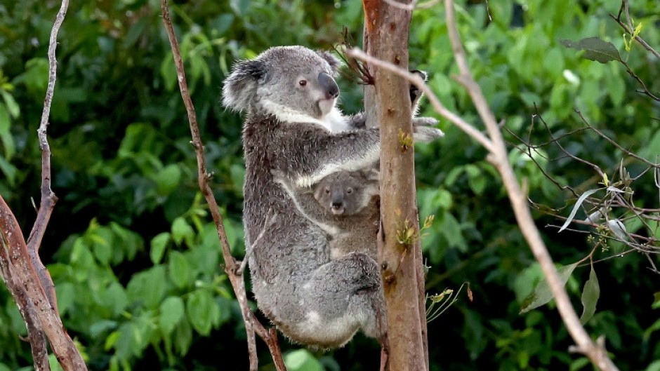 Researchers found the odds of adult koalas being admitted into care or dying in the Australian state of NSW rose when average maximum temperatures over a 7-day period reached 27C