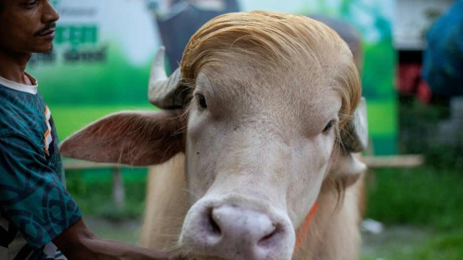 The rare albino buffalo has become a social media sensation and is drawing crowds in Bangladesh