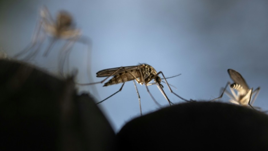 Sucker punch: In certain conditions, mosquitoes can come come to prefer the taste of DEET