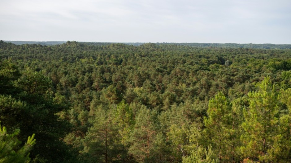 Like humans cooling themselves through sweat, trees regulate temperature through a process called transpiration.
