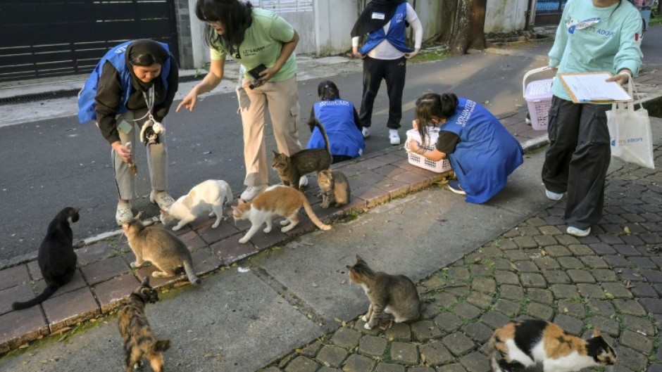 The Jakarta municipality is conducting a census that will for the first time come up with a scientific estimate of the number of stray cats on its streets