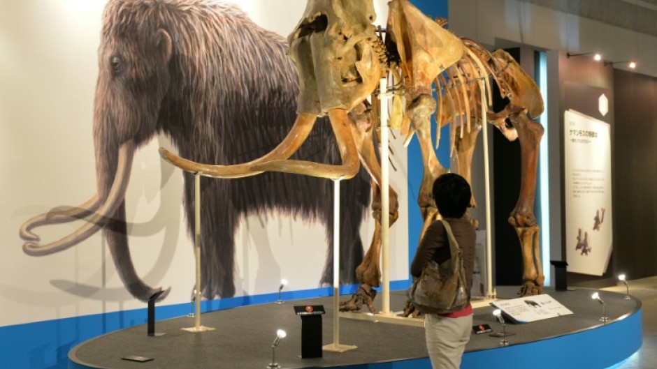 Woolly mammoths went extinct around 4,000 years ago, but one company claims it can ressurect the species
