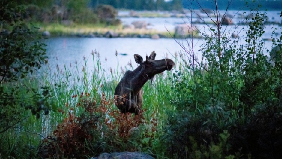 Moose in Scandinavia, like this bull shown in Finland in 2018, usually avoid metropolitan areas
