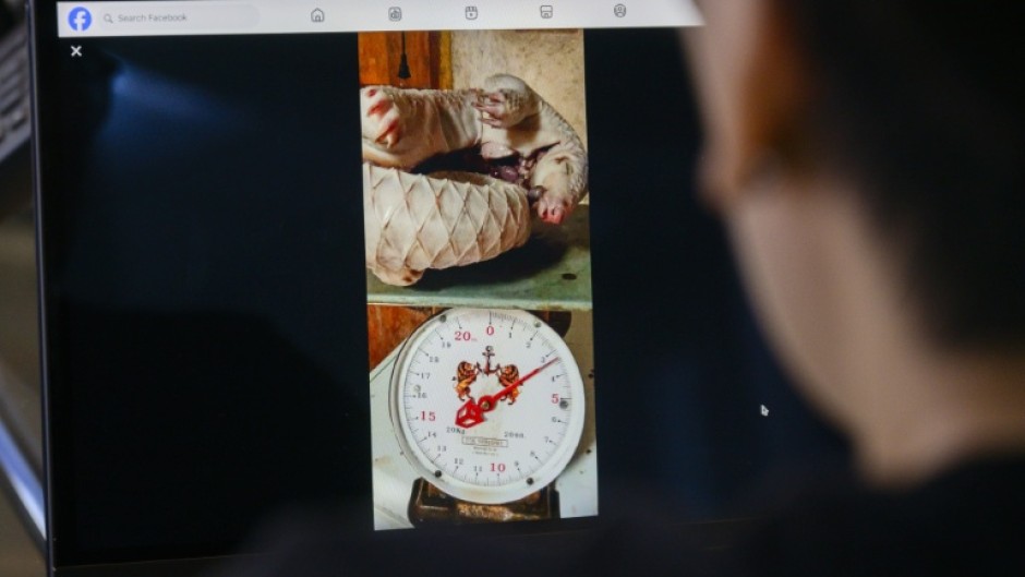 A Facebook post offering a dead pangolin curled up on a weighing scale for sale