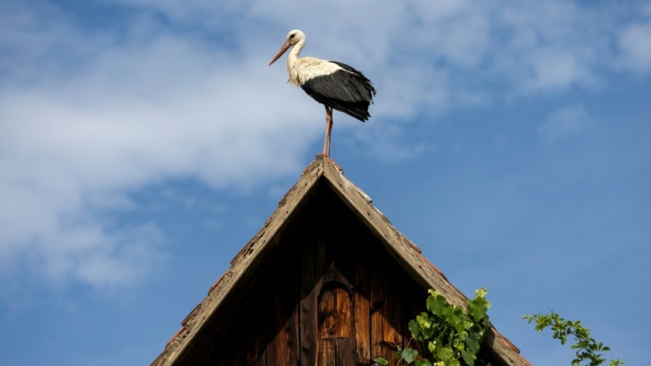 The storks' return is seen as a sign of the changing of the seasons and a symbol of fertility