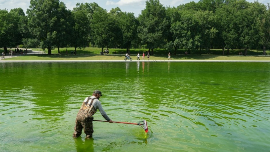 National Park Service staff work to remove algae that have turned the Lincoln Memorial Reflecting Pool green