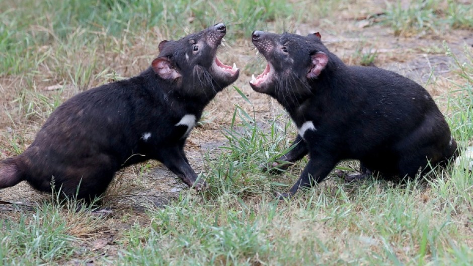 Tasmanian devils can live up to six years in the wild