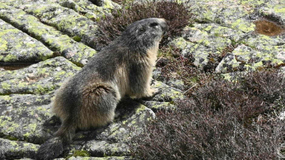 Marmots are thought to have spread the plague among ancient hunter-gatherers