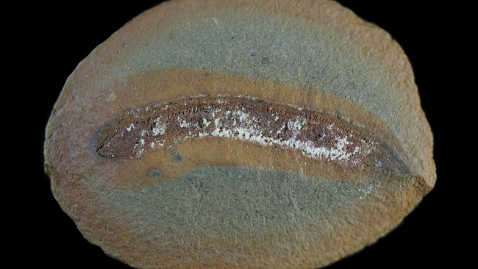 New analysis of rare fossils fills knowledge gaps on the development of the creatures that gave rise to the first land-dwelling vertebrates
