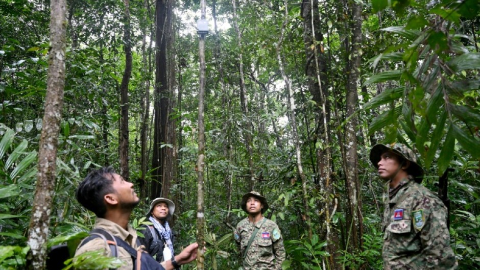In the last five years, the Central Cardamom protected region has lost nearly 7,000 hectares of tree cover, Global Forest Watch data shows.