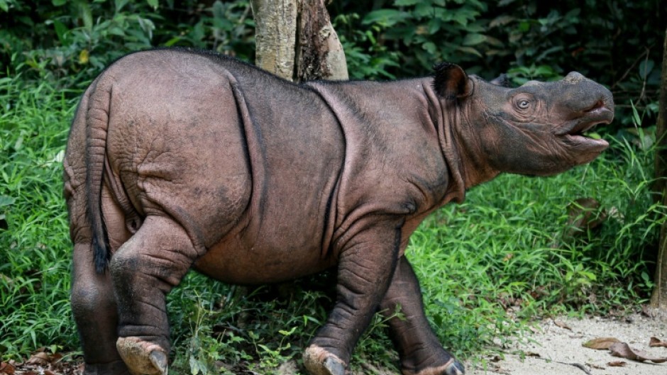 Officials hope to breed Bornean rhinos with Sumatran rhinos to preserve their dwindling genetic heritage