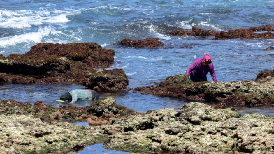 Once dried, 300 grams (0.7 pounds) of Gelidium algae can produce about 50 bottles of refreshing agar-agar cooler