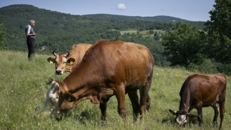 After nearly 20 years with his animals, Daliev is thinking of giving up