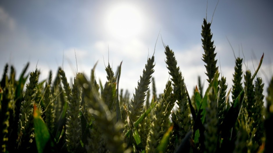 Cereals are ripening earlier and earlier due to climate change and yields sometimes suffer