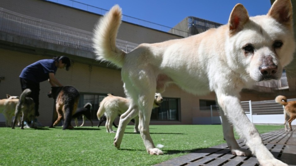 An animal rights activist plays with dogs rescued from dog slaughter facilities at an animal shelter run by the animal rights group 'KARA' in Paju