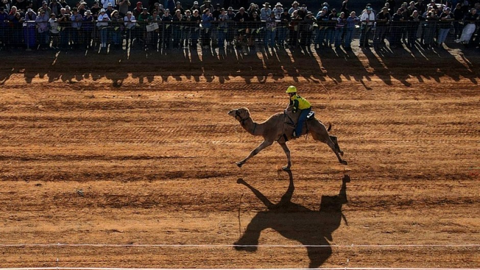 More than 10,000 camels were imported into Australia from 1840, many of them released into the wild when motor vehicles arrived.