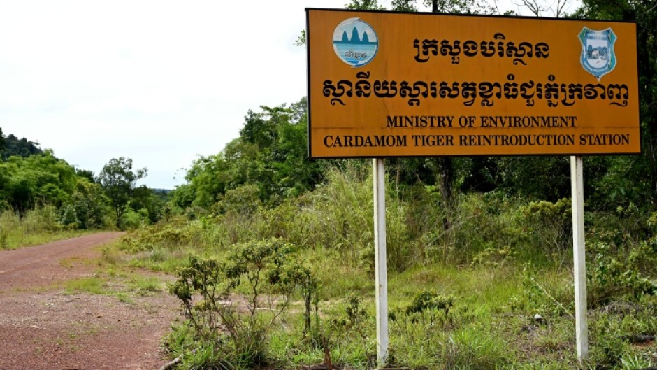 Reintroducing tigers could boost protection of Cambodia's landscapes, restore an iconic apex predator and even boost tourism