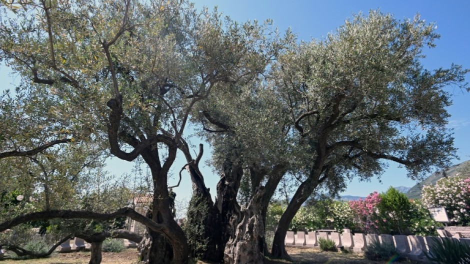 The old olive tree in Bar has had years of restorative work