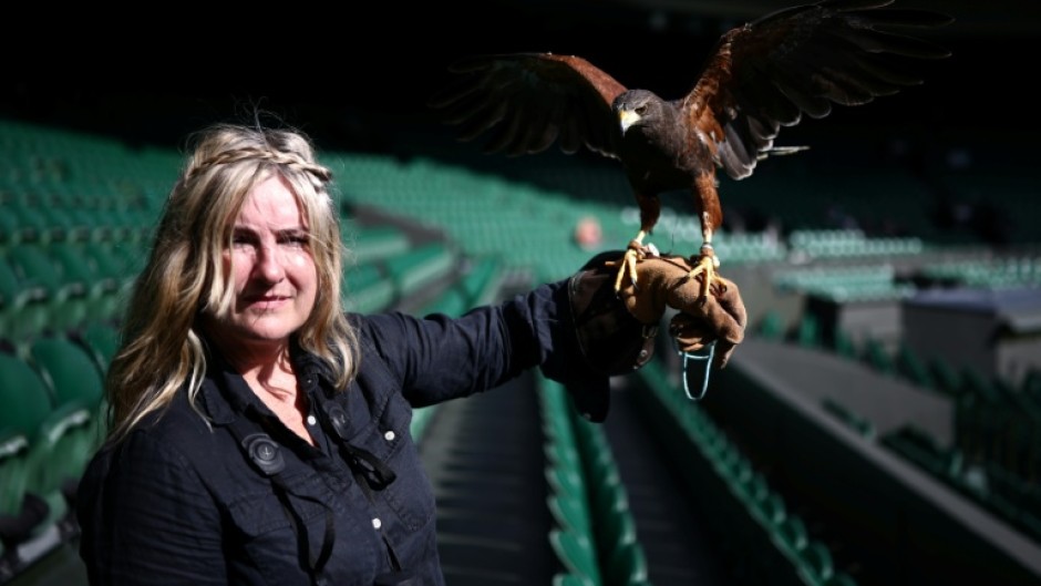 Rufus, the Harris hawk, stands on the gloved hand of falconer Donna Davis at the Wimbledon tennis club