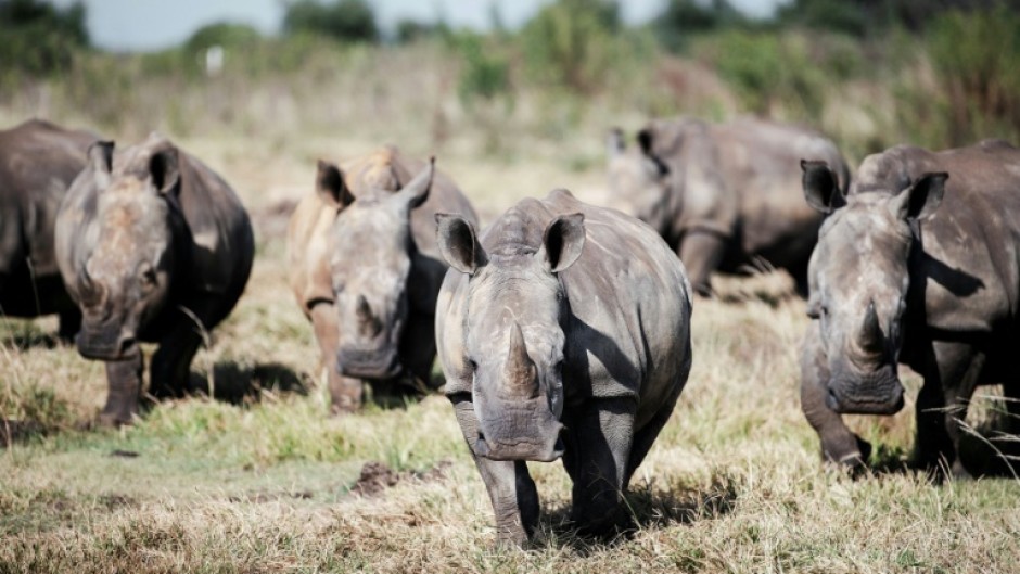 South Africa is home to the world's largest rhino population