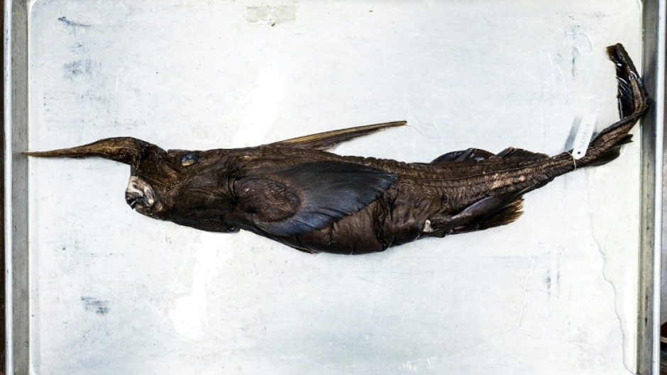 Scientists are determining whether a new species of ghost shark has been discovered in waters off Costa Rica