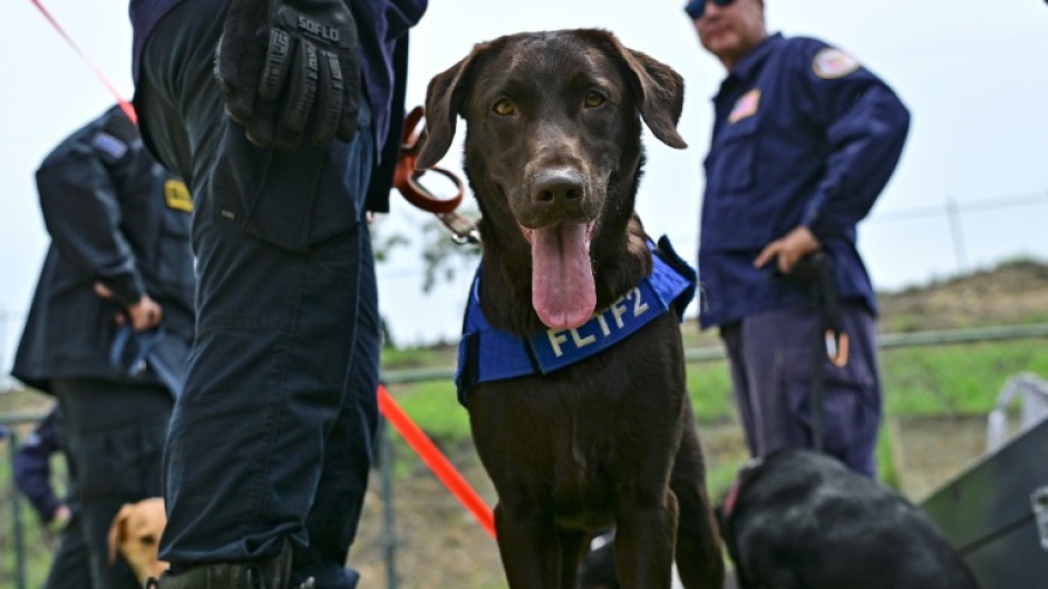 Trained rescue dogs like Sisu, shown here, played a key role in locating survivors in the rubble from Venezuela's earthquakes