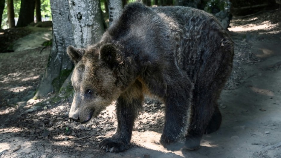A blind brown bear at the Arcturos Sanctuary in northwest Greece where the growing bear population has fueled complaints from farmers over crop damage and bear sightings near homes