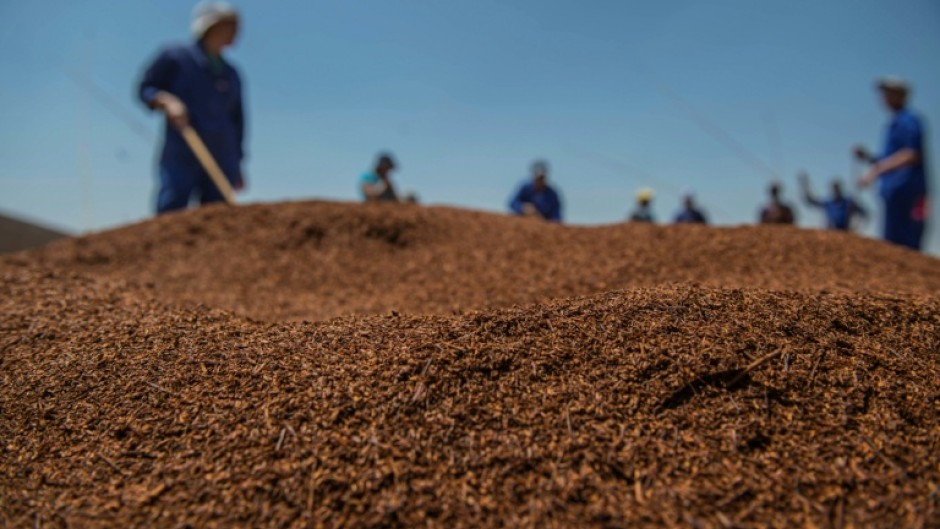 South Africa produces around 22,000 tons of rooibos a year, half of which is exported
