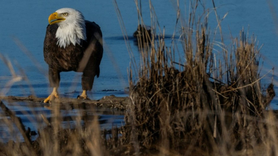 The Trump administration has sought to weaken the landmark Endangered Species Act, credited with saving iconic animals including the bald eagle