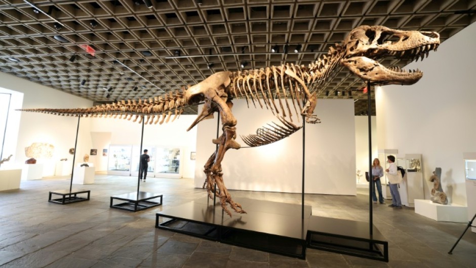 'Gus' measures 38 feet (11.6 meters) in body length