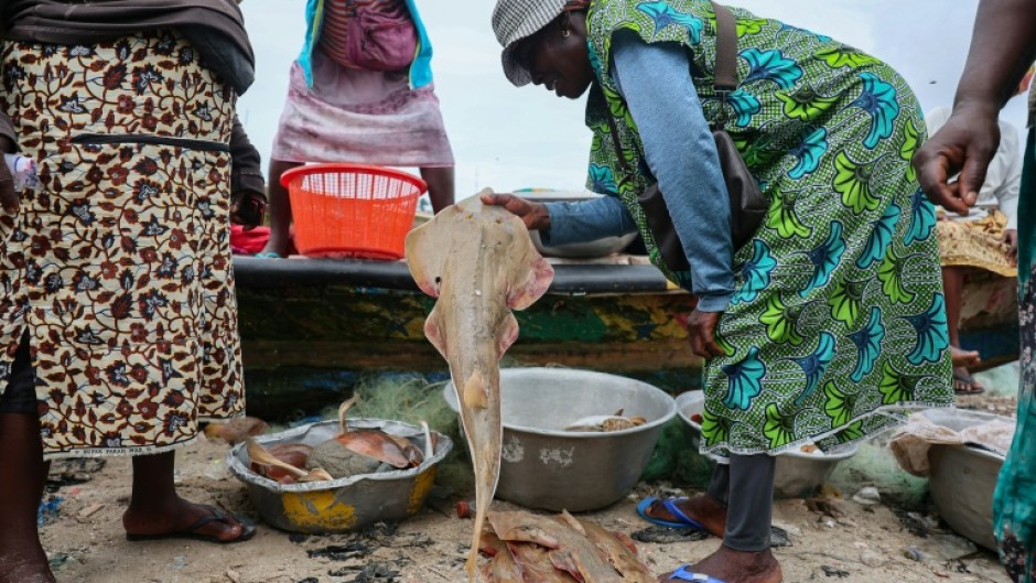 Guitarfish are among the world's most threatened marine fish, red-listed as 'critically endangered' by the International Union for Conservation of Nature