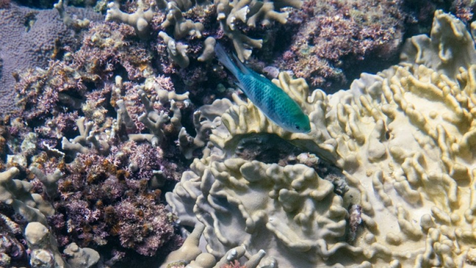 Despite covering only 0.1 percent of the Earth's surface, coral reefs are home to roughly a quarter of the world's marine fish species