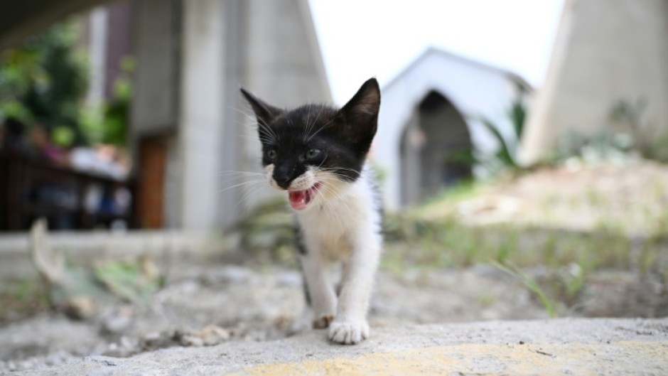 Alongside over 20,000 people made homeless by the quakes on June 24, hundreds of pets were left with no place to go