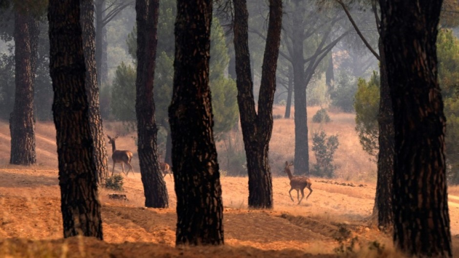 Deer run away from a wildfire in the Avila province, Spain, on July 27, 2026